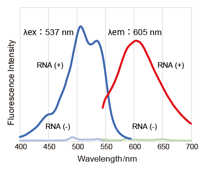 Nucleolus Bright Red试剂货号：N512
