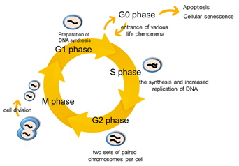 Cell Cycle Assay Solution Blue试剂货号：C549