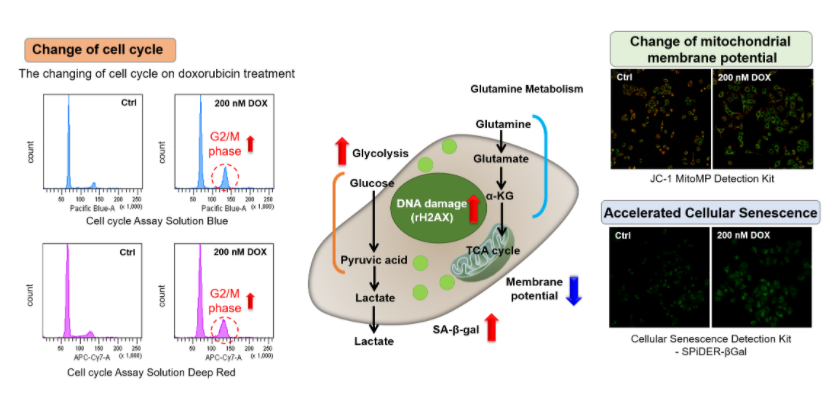Cell Cycle Assay Solution Blue试剂货号：C549