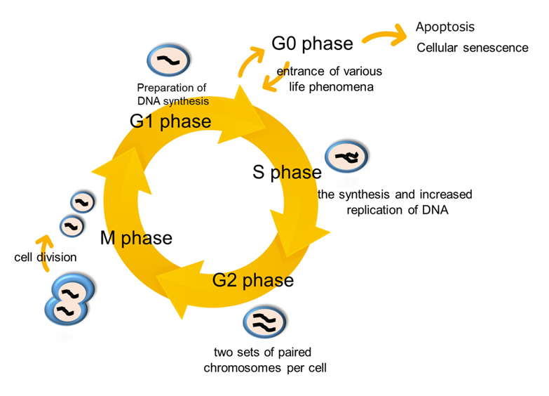 Cell Cycle Assay Solution Deep Red试剂货号：C548