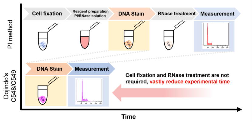 Cell Cycle Assay Solution Deep Red试剂货号：C548