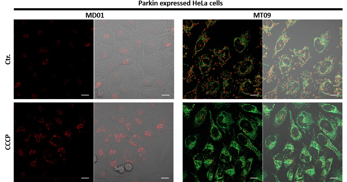 线粒体自噬—Mitophagy Detection Kit货号：MD01