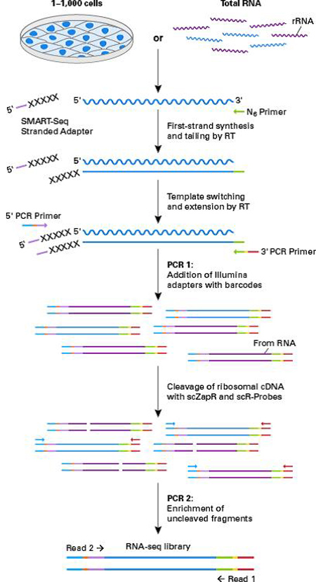 单细胞total RNA分析