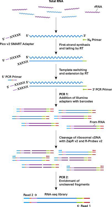 皮克级链特异 Total RNA-Seq (for Illumina)