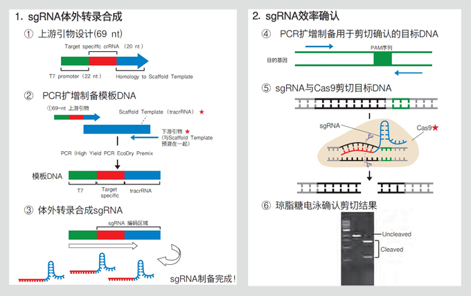 sgRNA体外转录和筛选