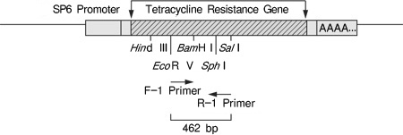 TaKaRa One Step RNA PCR Kit (AMV)