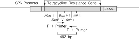 PrimeScript&trade; II High Fidelity RT-PCR Kit