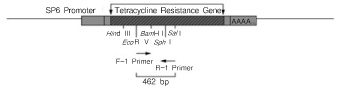 PrimeScript&trade; One Step RT-PCR Kit Ver.2 (Dye Plus)
