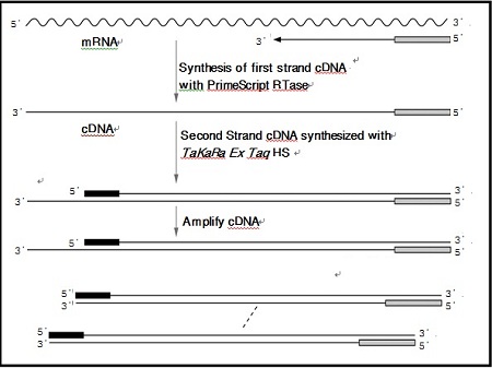 PrimeScript&trade; One Step RT-PCR Kit Ver.2