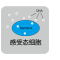 PrimeSTAR&reg; HS DNA Polymerase