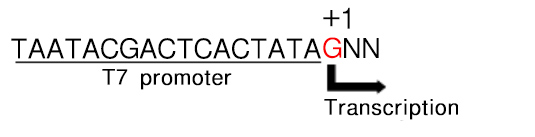 T7 RNA Polymerase ver.2.0