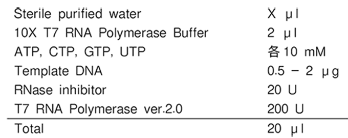 T7 RNA Polymerase ver.2.0