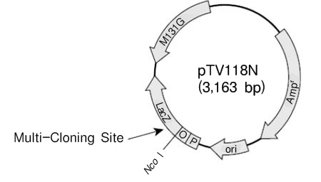 pTV118N DNA