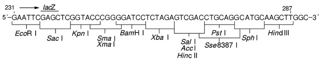 pUC118 BamH I/BAP