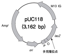 pUC118 BamH I/BAP