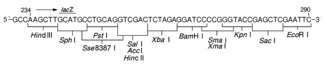 pUC119 DNA