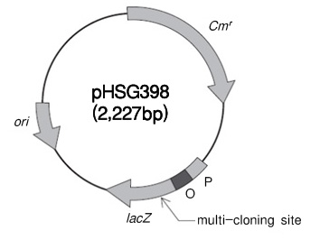 pHSG398 DNA