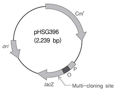 pHSG396 DNA