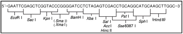 pHSG298 DNA