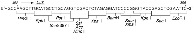 pUC19 DNA