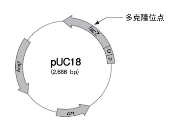 pUC18 DNA