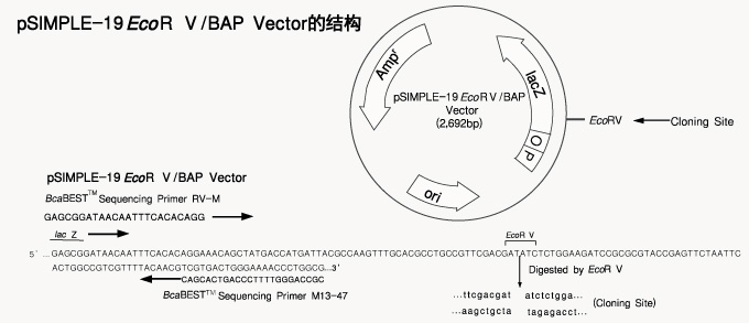 pSIMPLE-19 EcoR V/BAP Vector