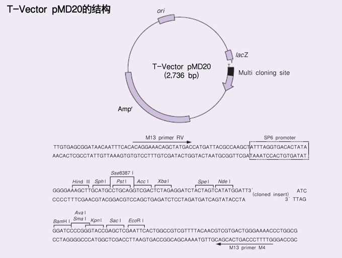 T-Vector pMD&trade;20