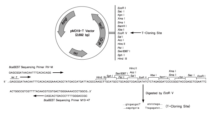 pMD&trade;19-T Vector Cloning Kit