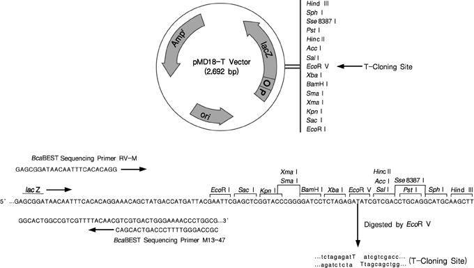 pMD™18-T Vector Cloning Kit