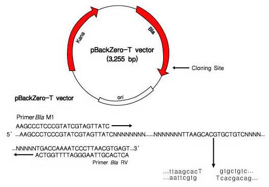 pBackZero-T Vector Cloning Kit