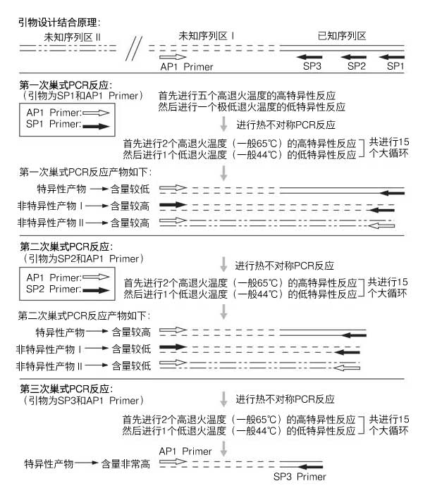 Genome Walking Kit