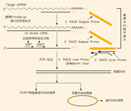 3’-Full RACE Core Set with PrimeScript™ RTase