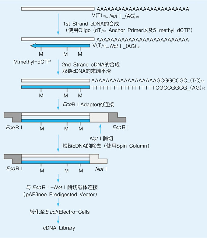 cDNA Library Construction Kit