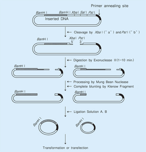 Deletion Kit for Kilo-Sequencing