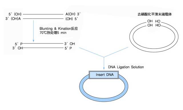 Blunting Kination Ligation (BKL) Kit