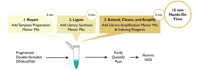 ThruPLEX DNA-seq Kit