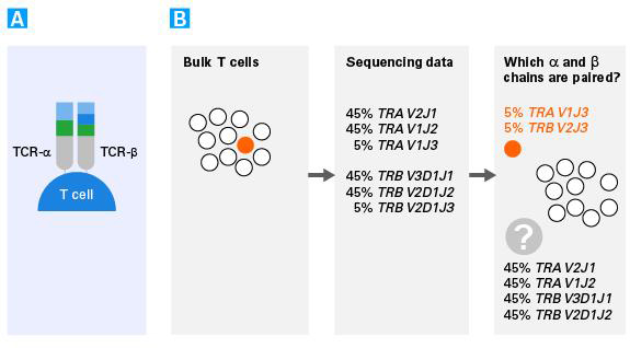 SMARTer Human scTCR a/b Profiling Kit