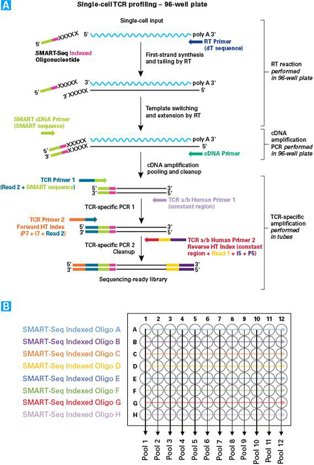 SMARTer Human scTCR a/b Profiling Kit