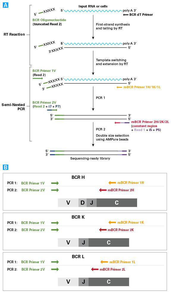 SMARTer Mouse BCR IgG H/K/L Profiling Kit