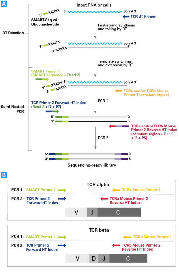 SMARTer Mouse TCR a/b Profiling Kit