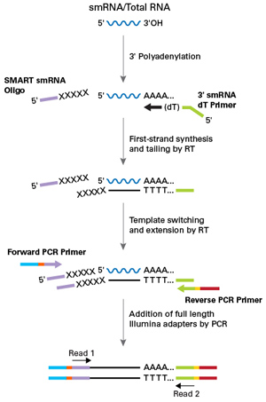 SMARTer smRNA-Seq Kit for Illumina