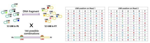 ThruPLEX&reg; Tag-Seq HV & ThruPLEX&reg; Tag-Seq HV PLUS Kit