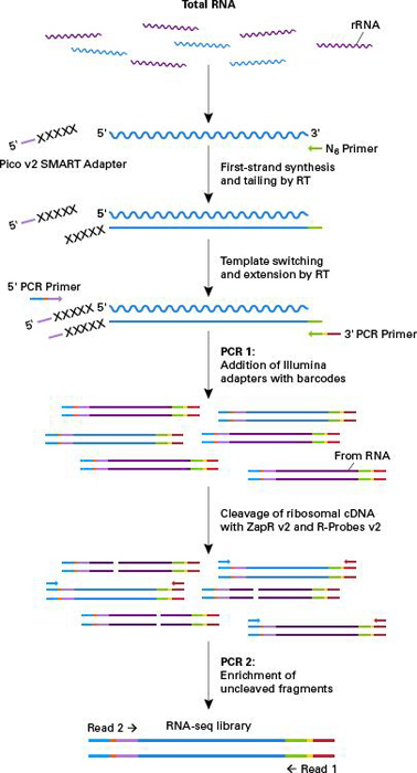 SMARTer Stranded Total RNA-Seq Kit v2 - Pico Input Mammalian