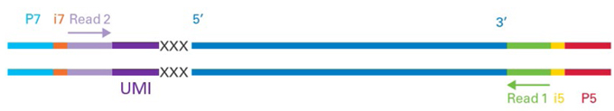 SMARTer Stranded Total RNA-Seq Kit v3 - Pico Input Mammalian