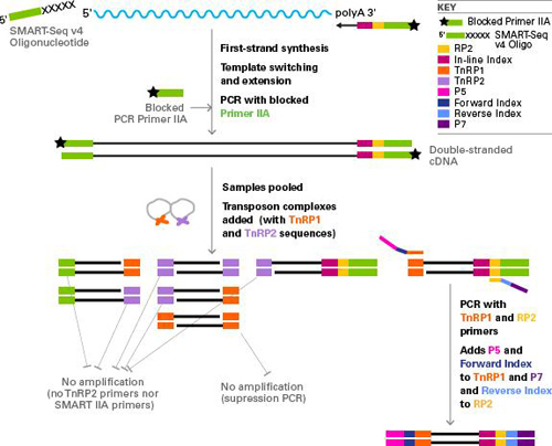 SMART-Seq v4 3’DE Kit