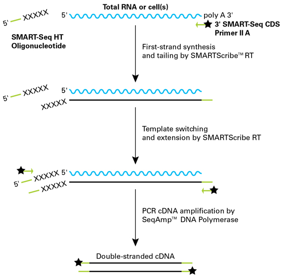 SMART-Seq HT Kit & SMART-Seq HT PLUS Kit