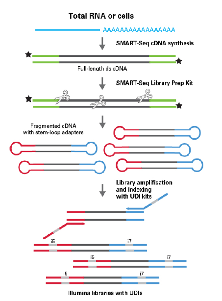 SMART-Seq HT Kit & SMART-Seq HT PLUS Kit