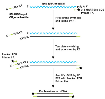 SMART-Seq v4 Kit & SMART-Seq v4 PLUS Kit