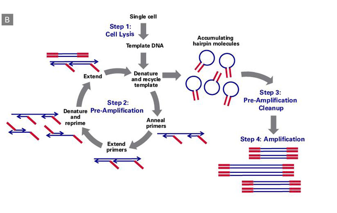 PicoPLEX Gold Single Cell DNA-Seq Kit