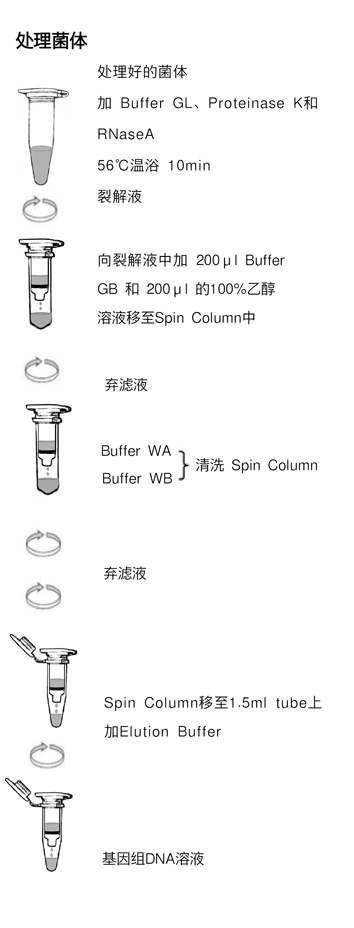 TaKaRa MiniBEST Bacteria Genomic DNA Extraction Kit Ver.3.0